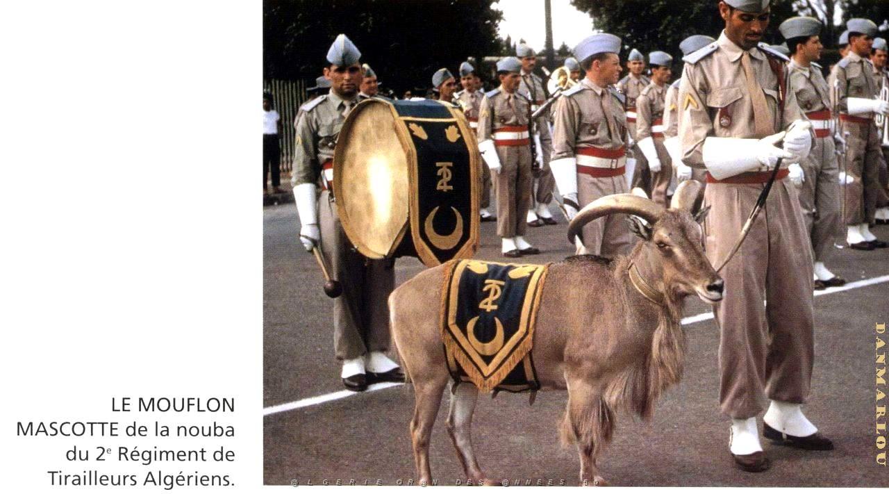 Oran - 2e Tirailleurs Algeriens - Mascotte.jpg